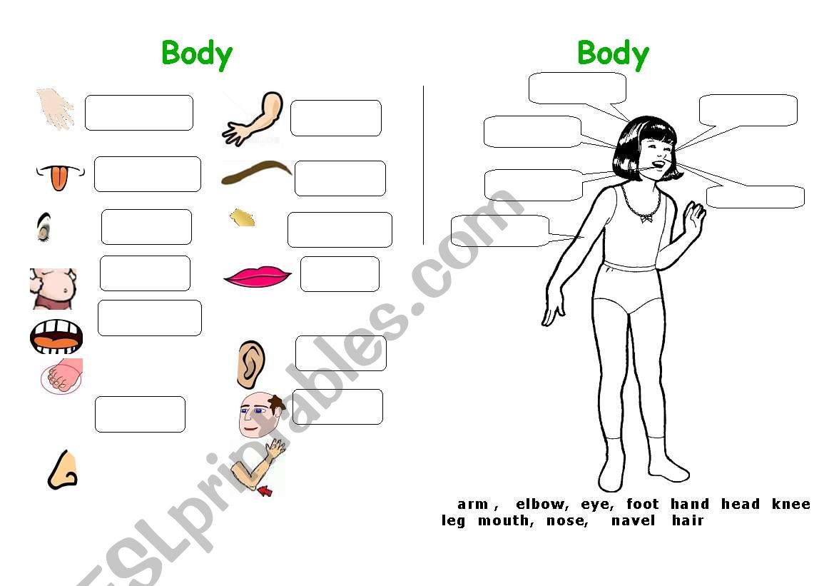 Body parts 1 worksheet