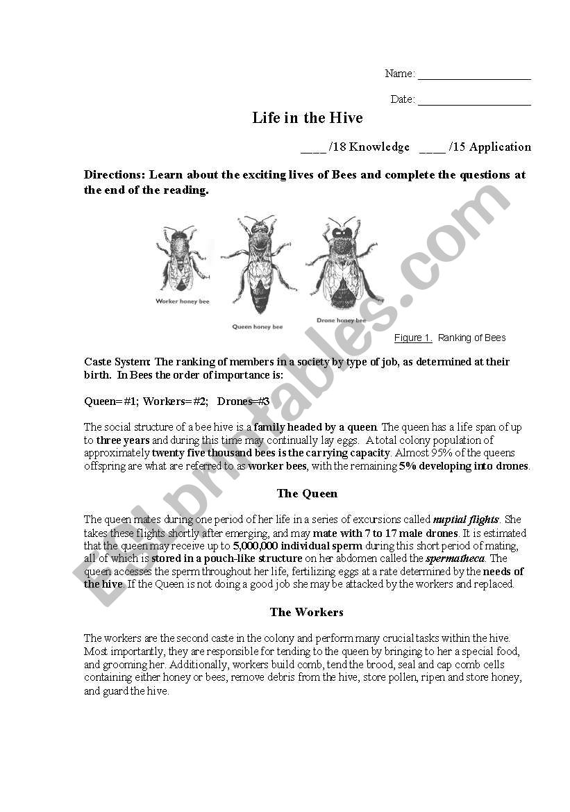 A Bees Life worksheet