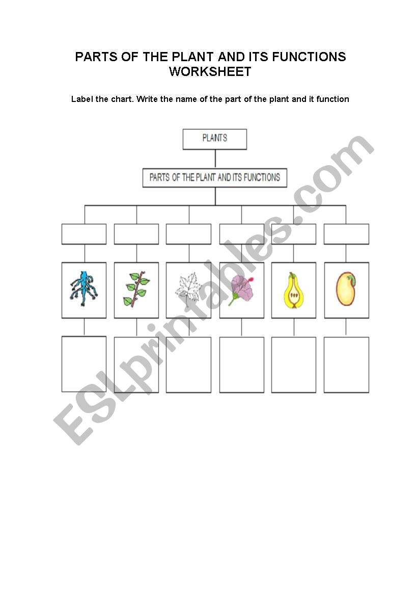 Parts of the plant and it functions