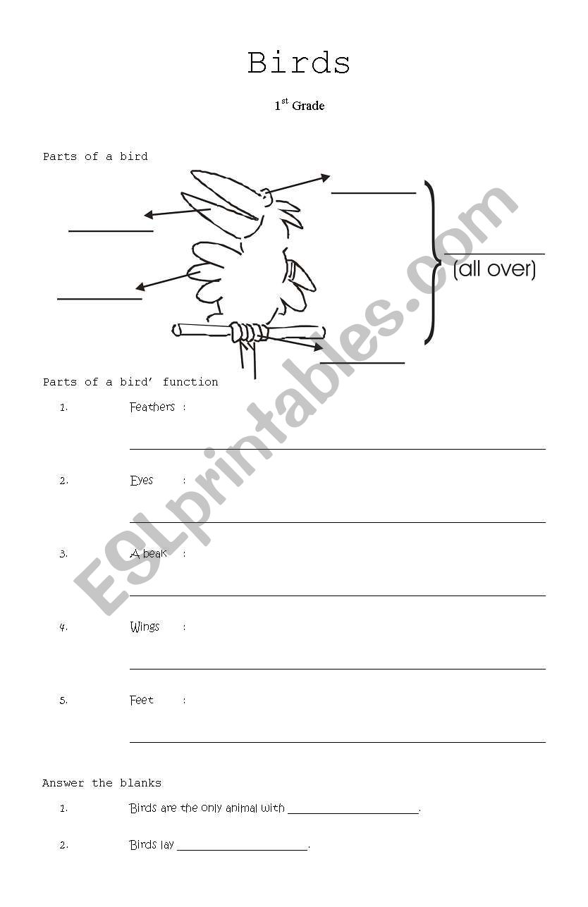 Part of the birds worksheet