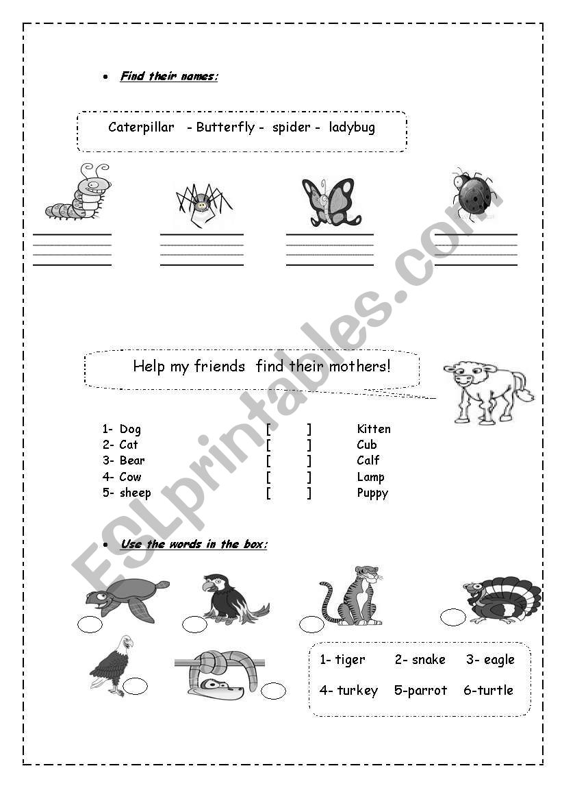 Test for beginners ( animls & their babies, birds, insects )