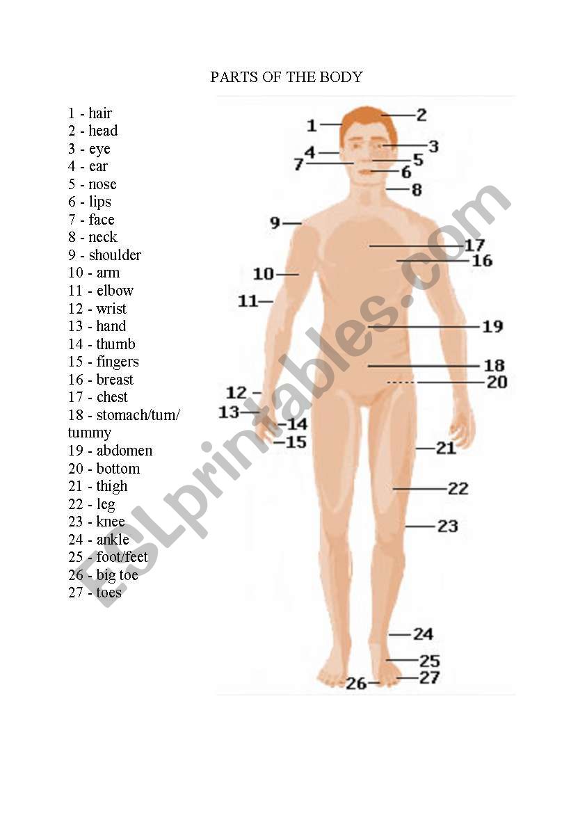 parts of the body worksheet