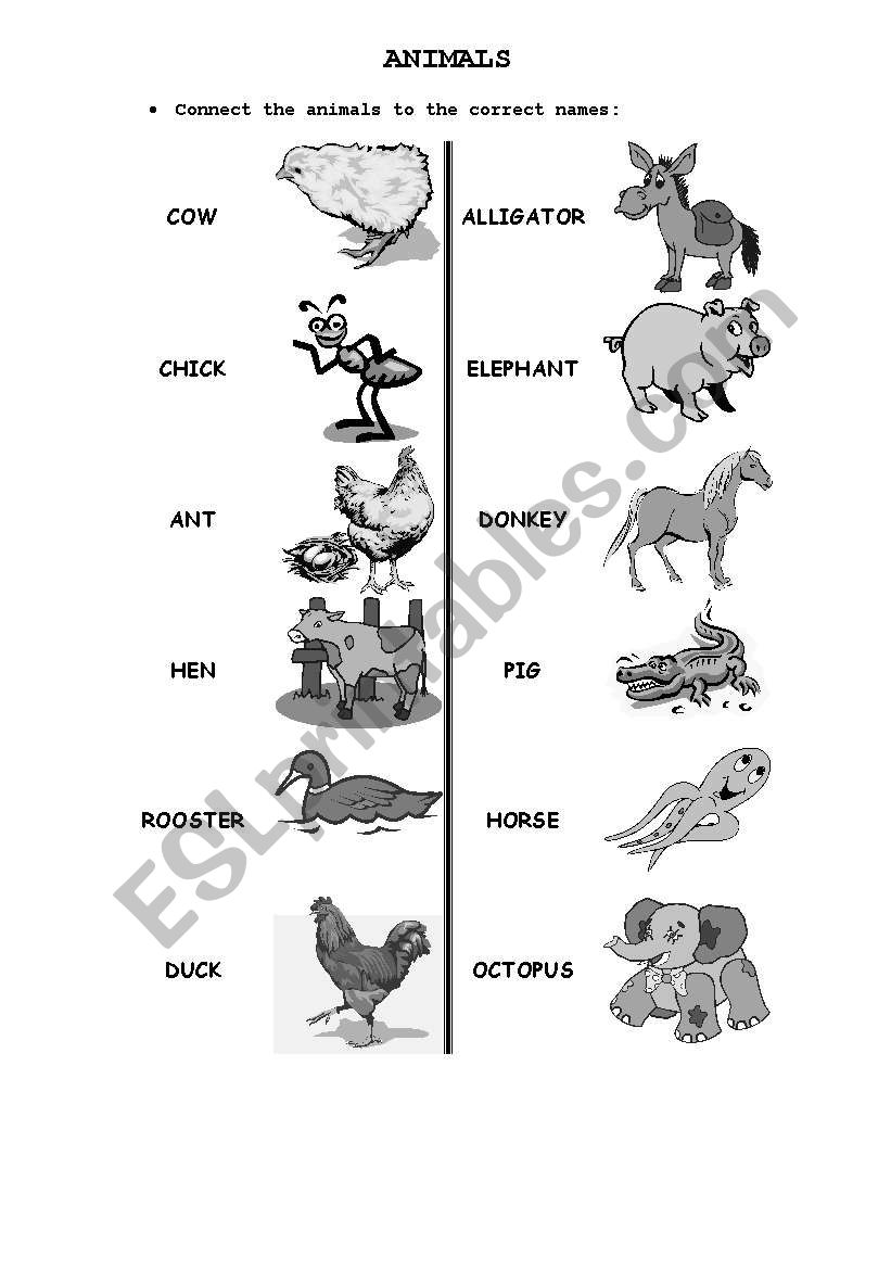Animals- Match worksheet