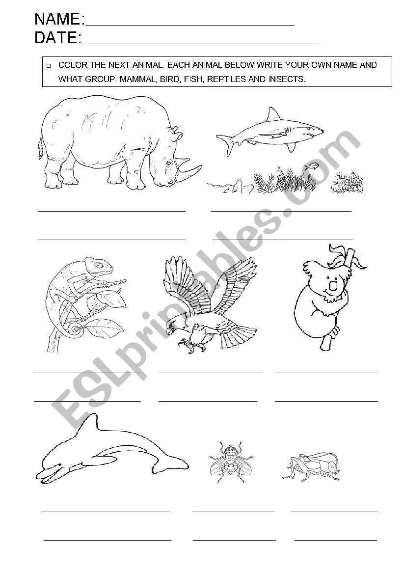 animal classification worksheet