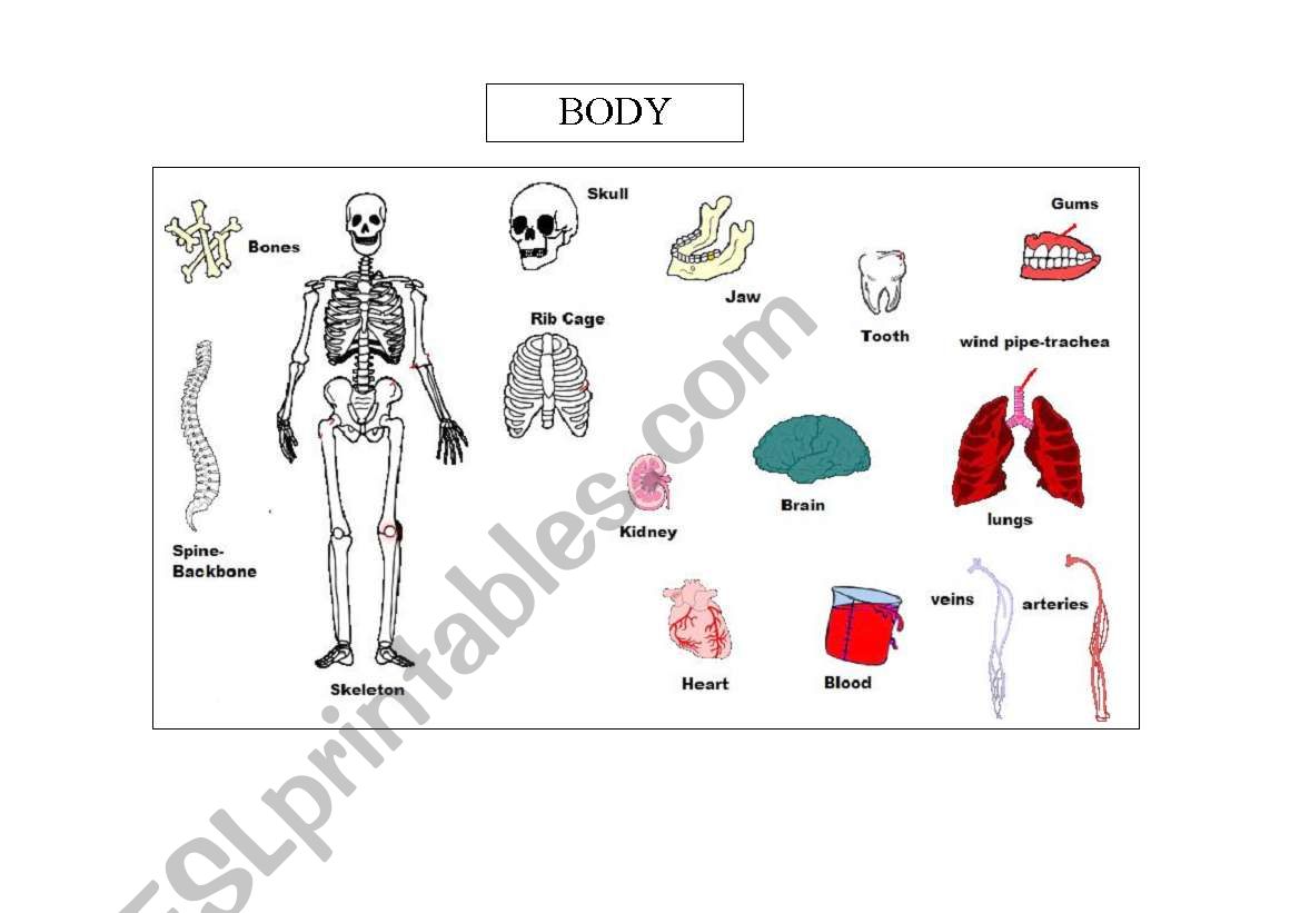 body worksheet