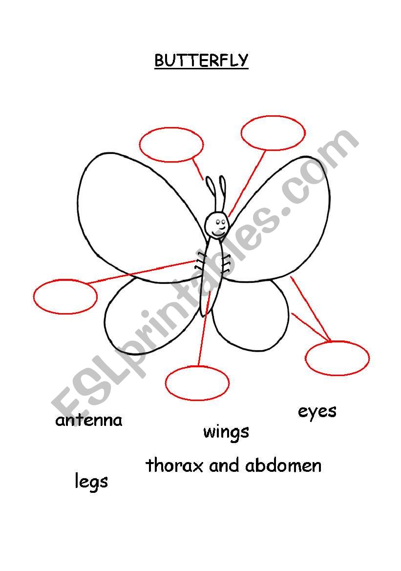 Butterfly worksheet