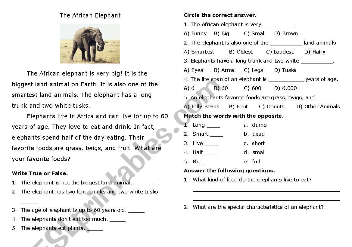 The African Elephant worksheet