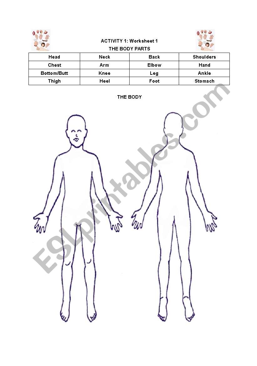 body parts worksheet