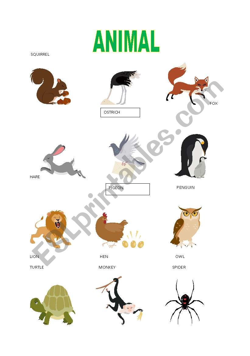 ANIMALS worksheet