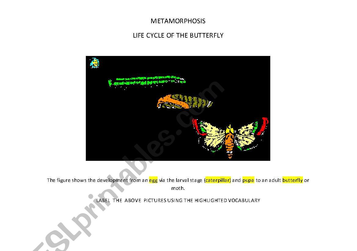 BUTTERFLY LIFE CYCLE worksheet