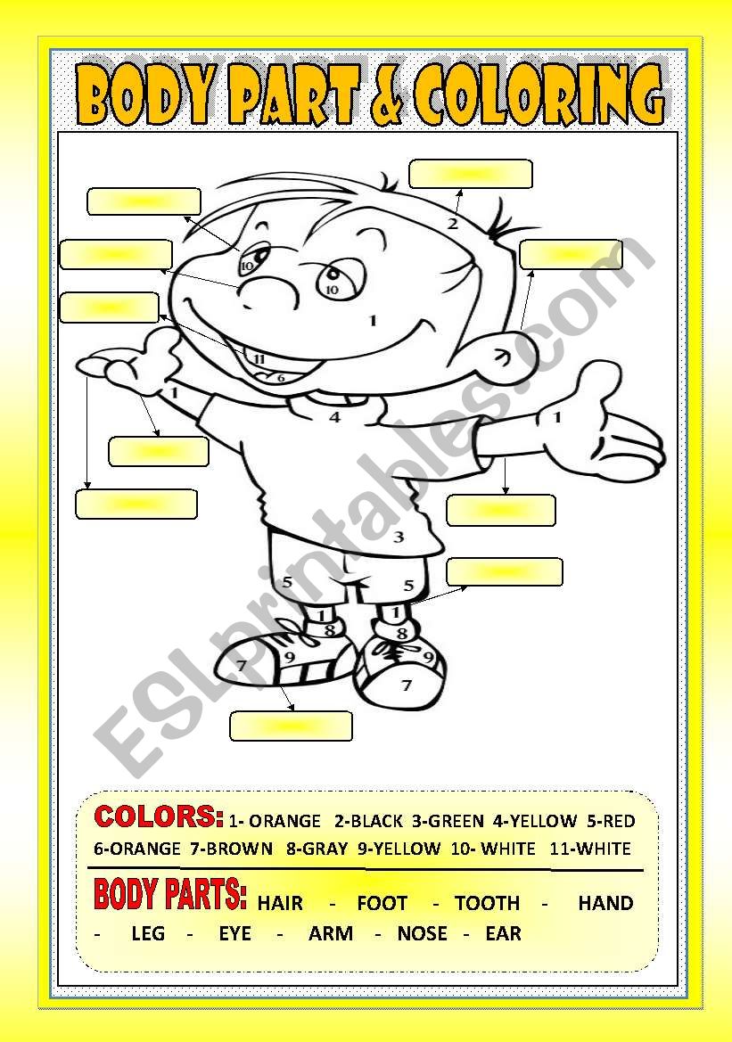 BODY PARTS & COLORING worksheet