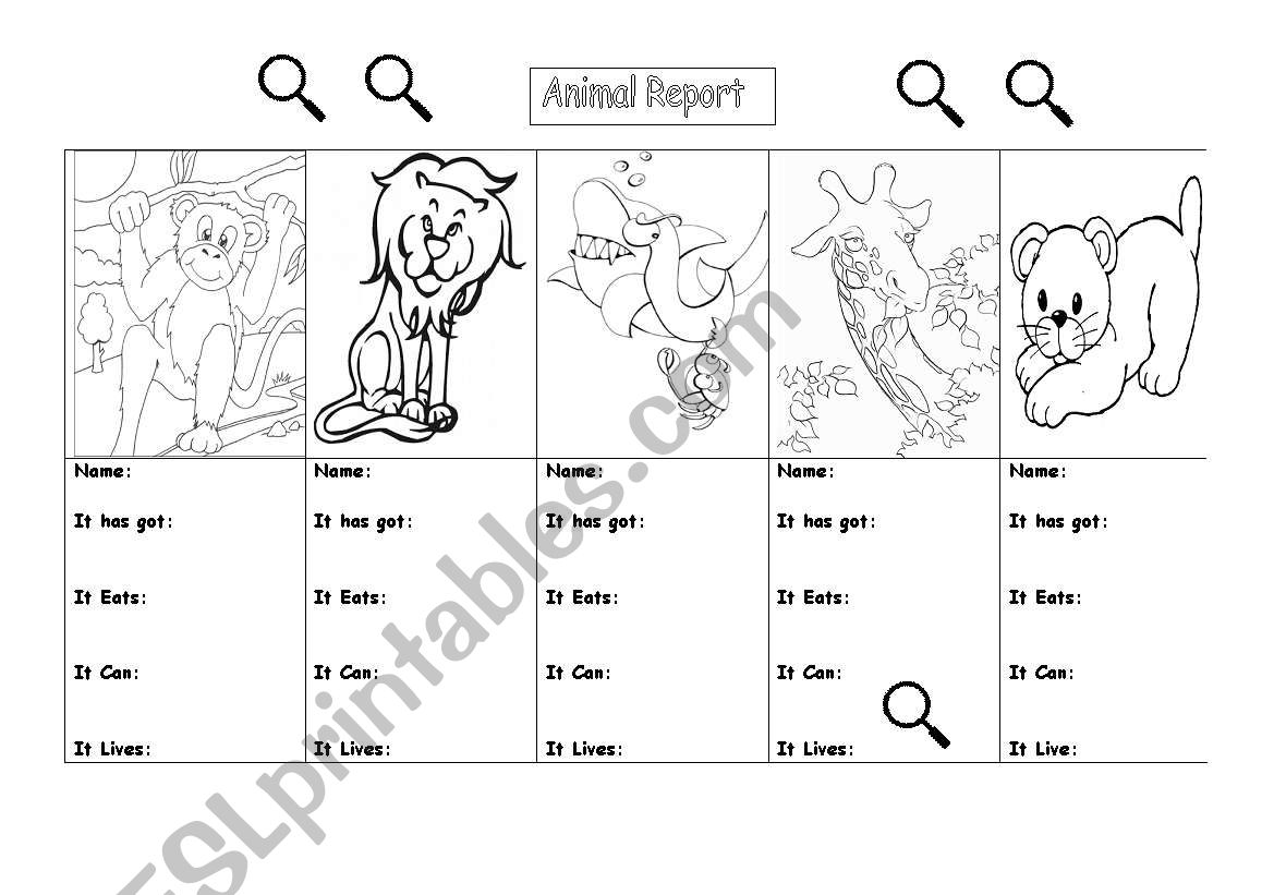 Animal Report worksheet