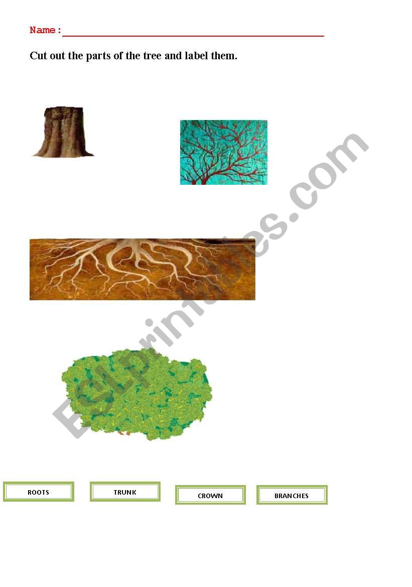 Parts of a tree.Cut out and label