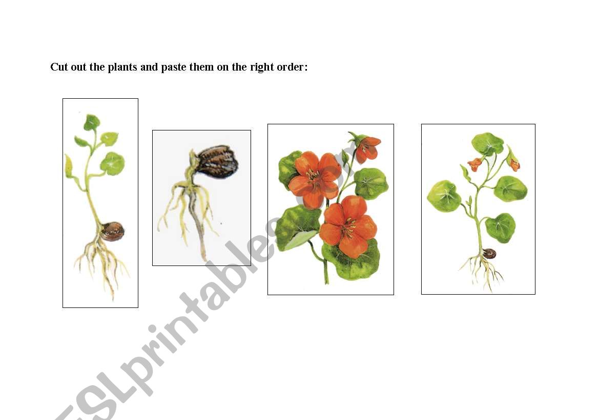 Cut out the  plant and place them into the right order