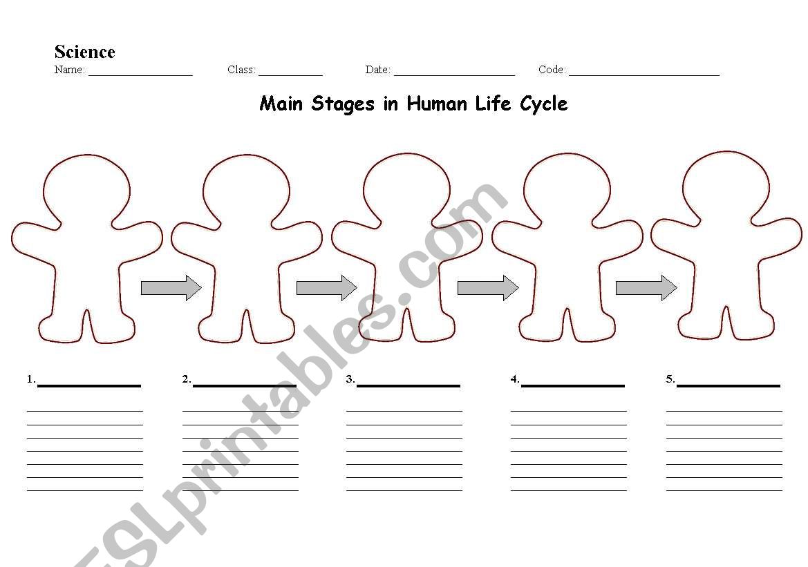 Main Stages in Human Life Cycle