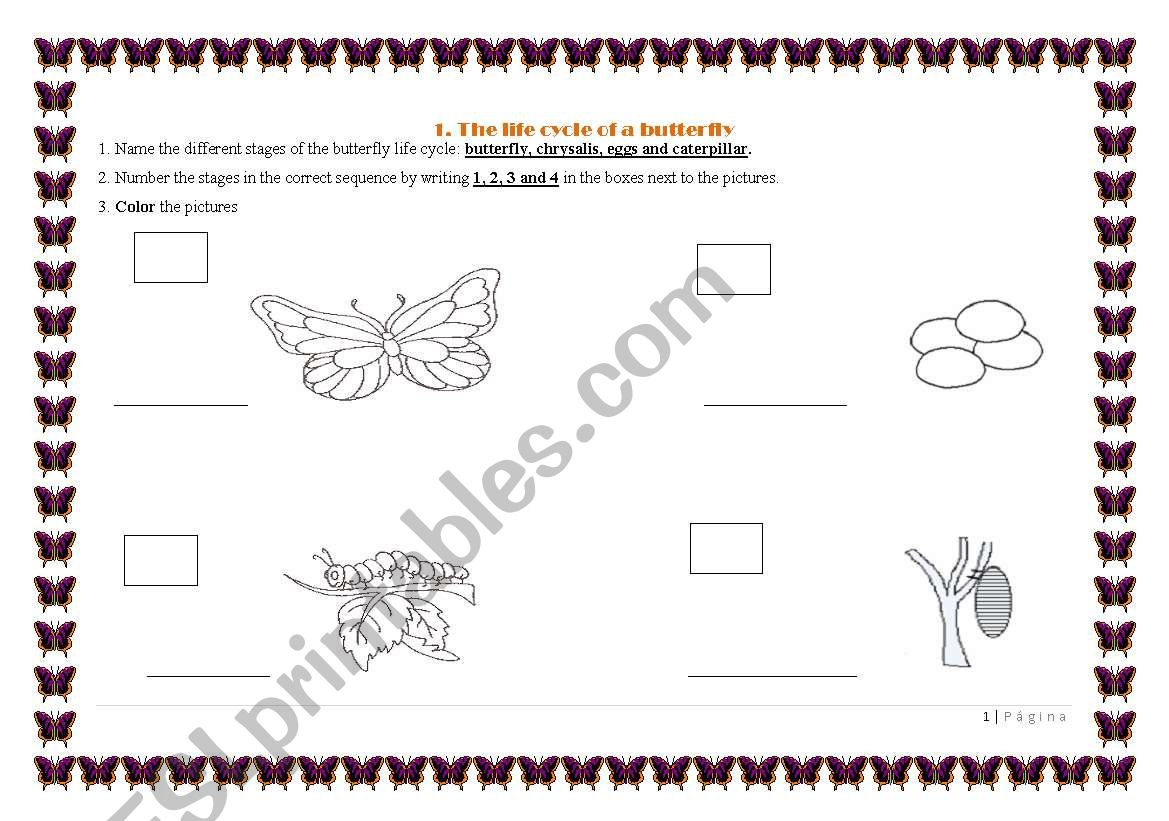English worksheets: life cycle of the butterfly Within Butterfly Life Cycle Worksheet 2