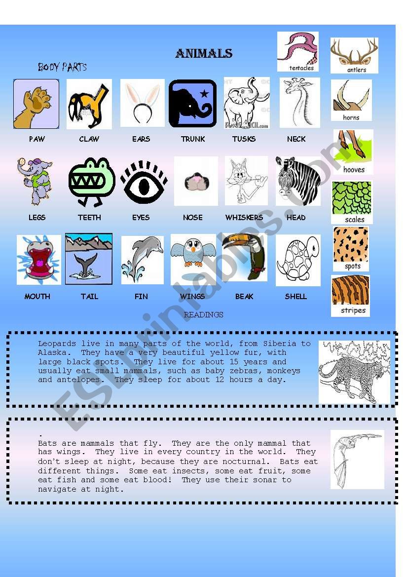 animals worksheet