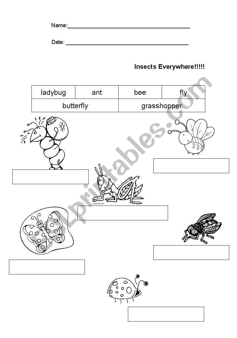 Insects worksheet