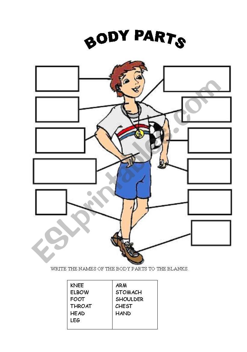 BODY PARTS worksheet