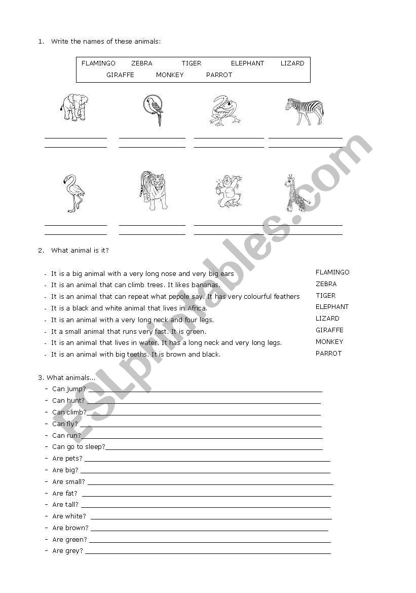 what can animals do? worksheet