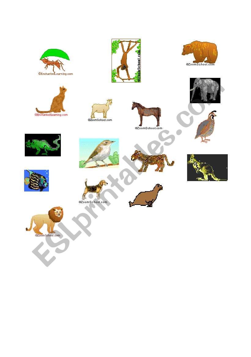 Most Common Animals worksheet