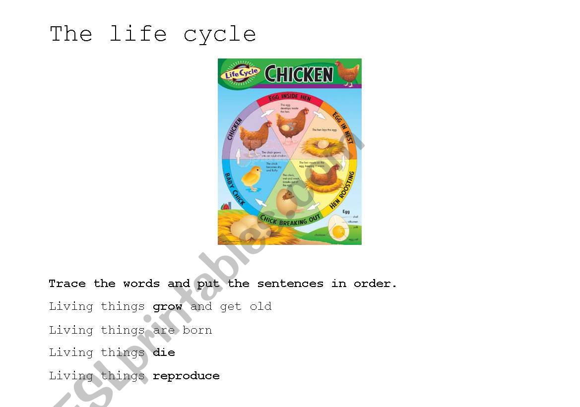 The life cycle of a hen worksheet