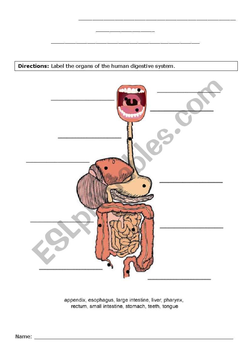 Digestive system - label - ESL worksheet by parb Regarding Human Digestive System Worksheet