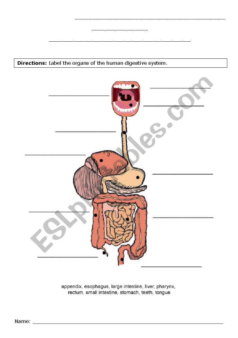 Digestive system - label worksheet