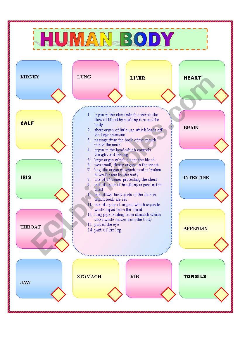 Human Body worksheet