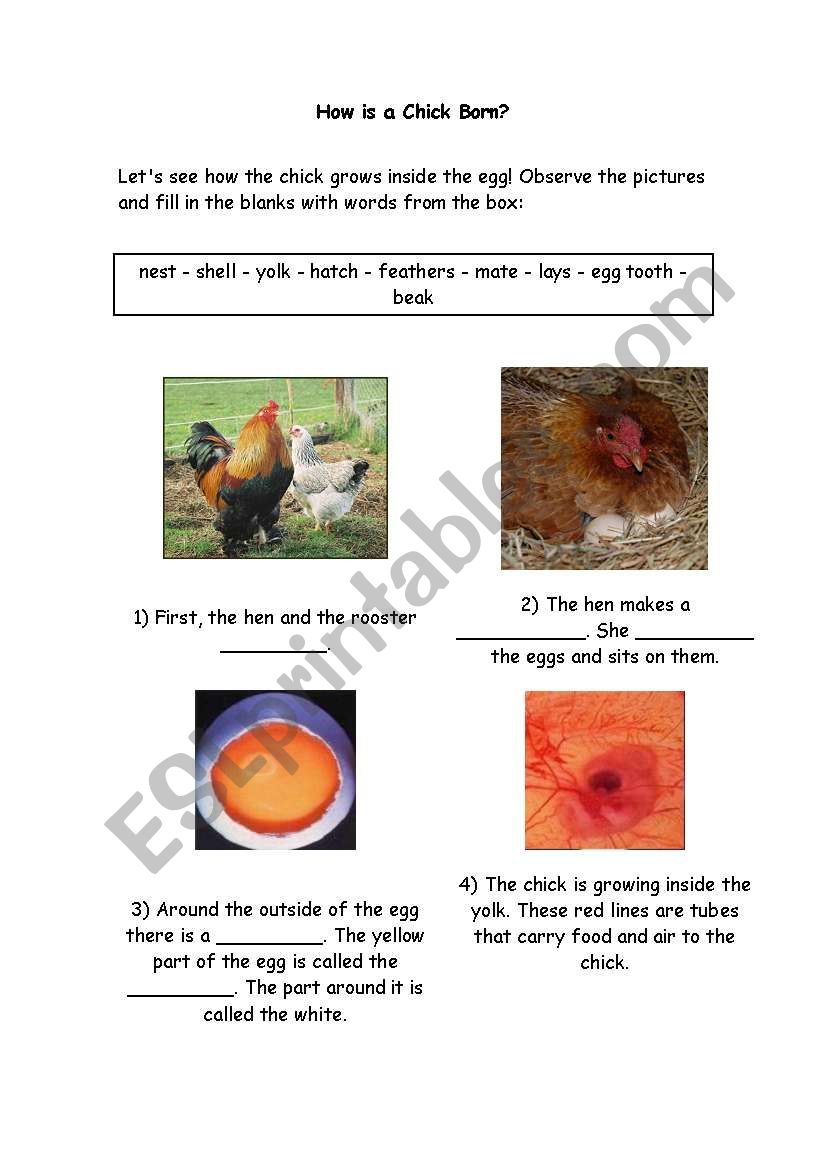 How is a chick born? worksheet