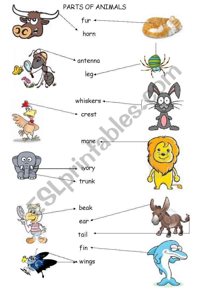 parts of animals worksheet