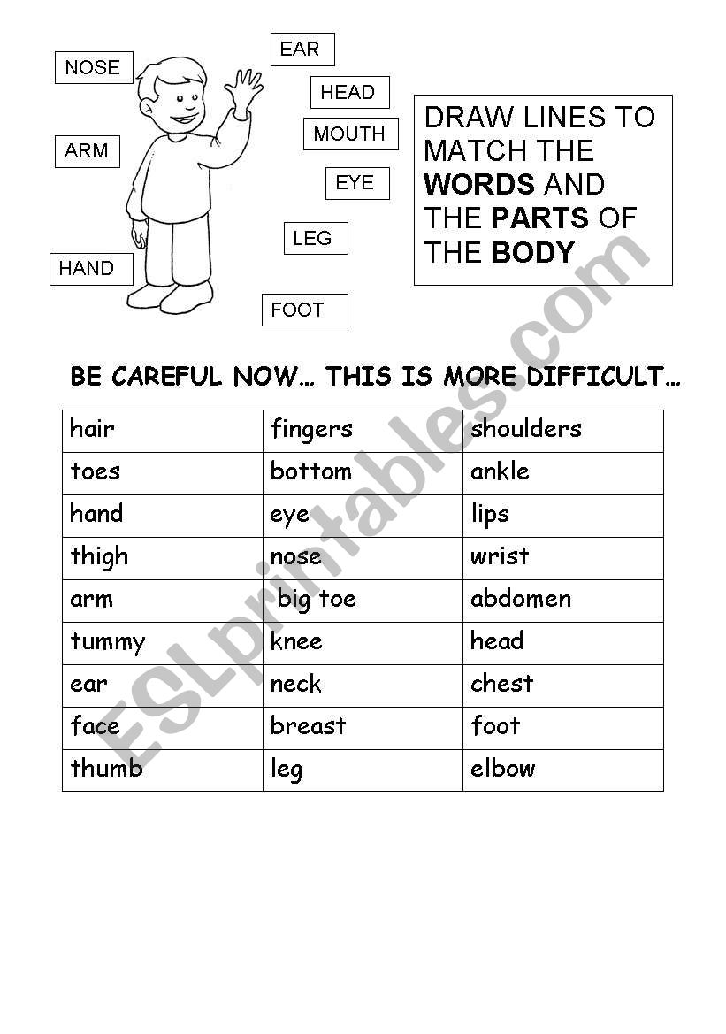 parts of the human body worksheet