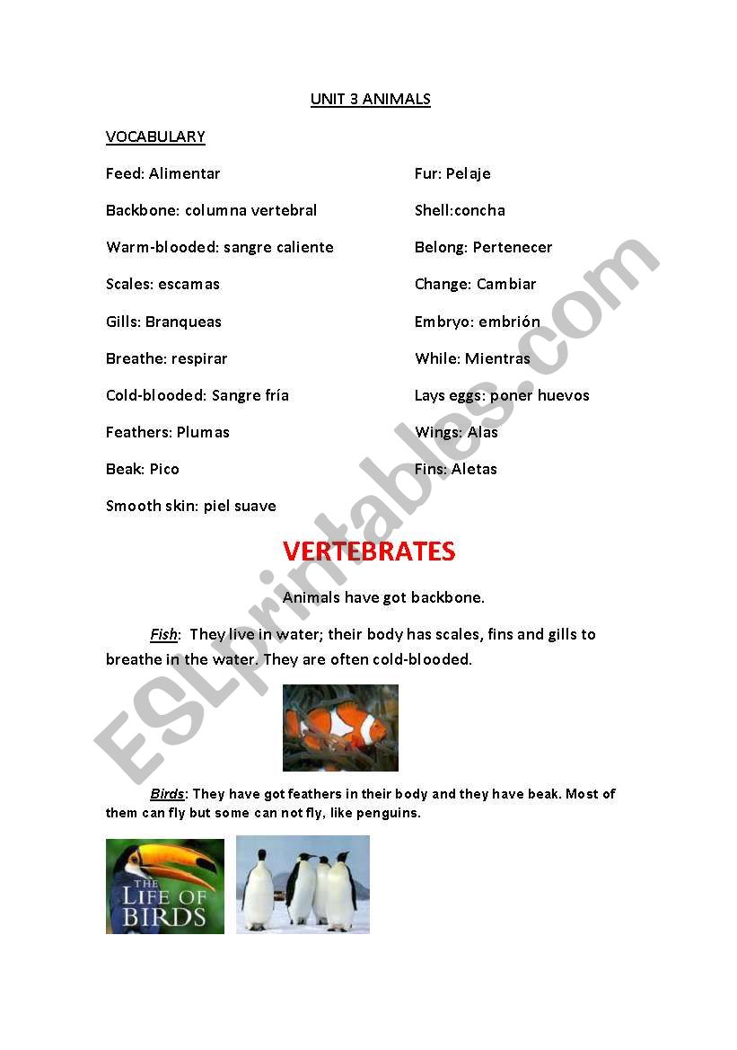 Type of Animals worksheet