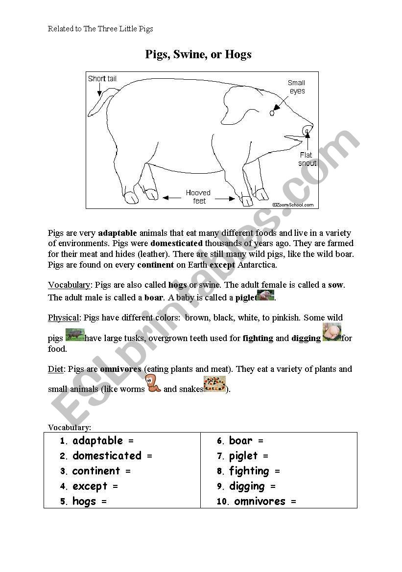 Pigs vocabulary  worksheet