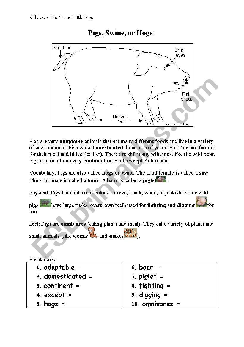 Pigs vocabulary  worksheet