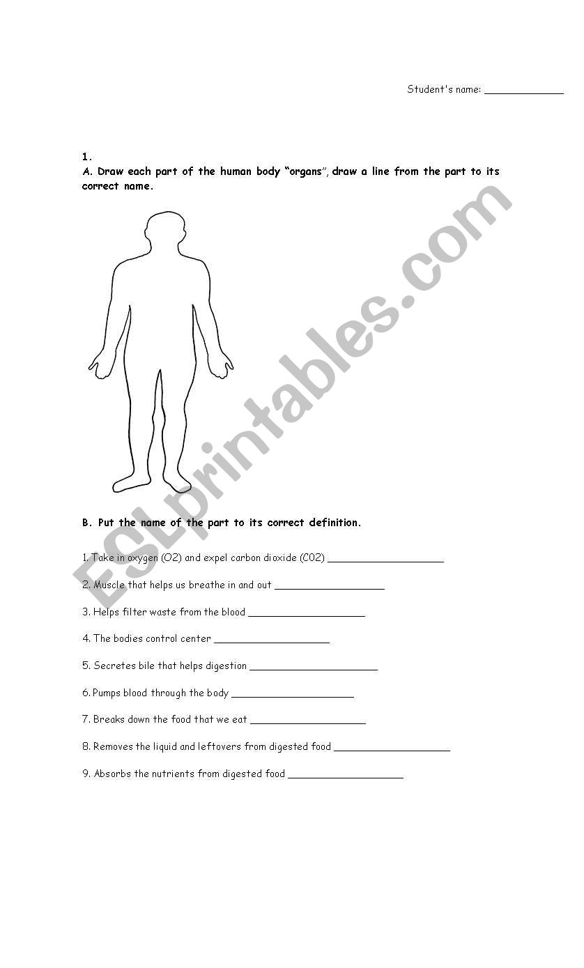 human body worksheet