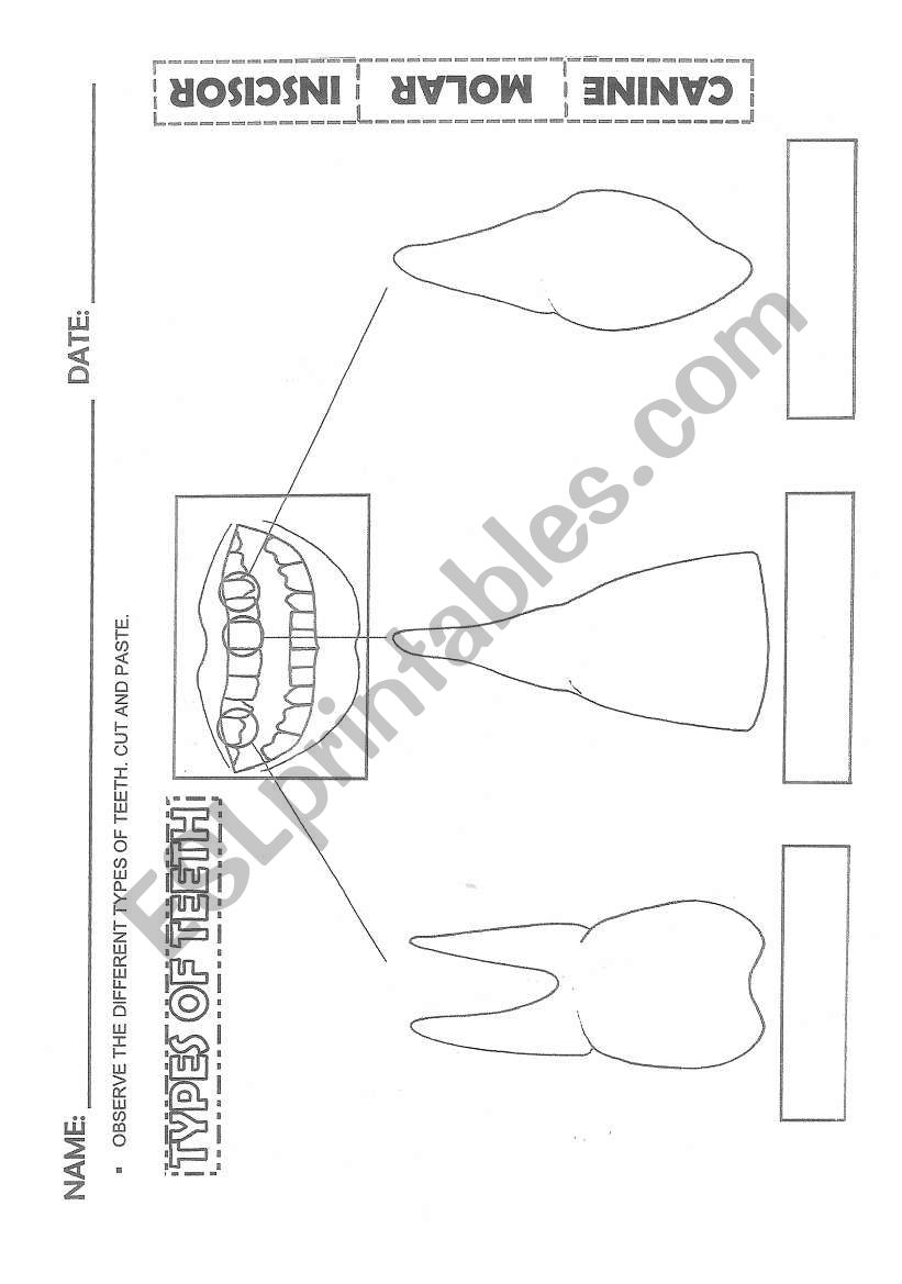 TYPES OF TEETH worksheet