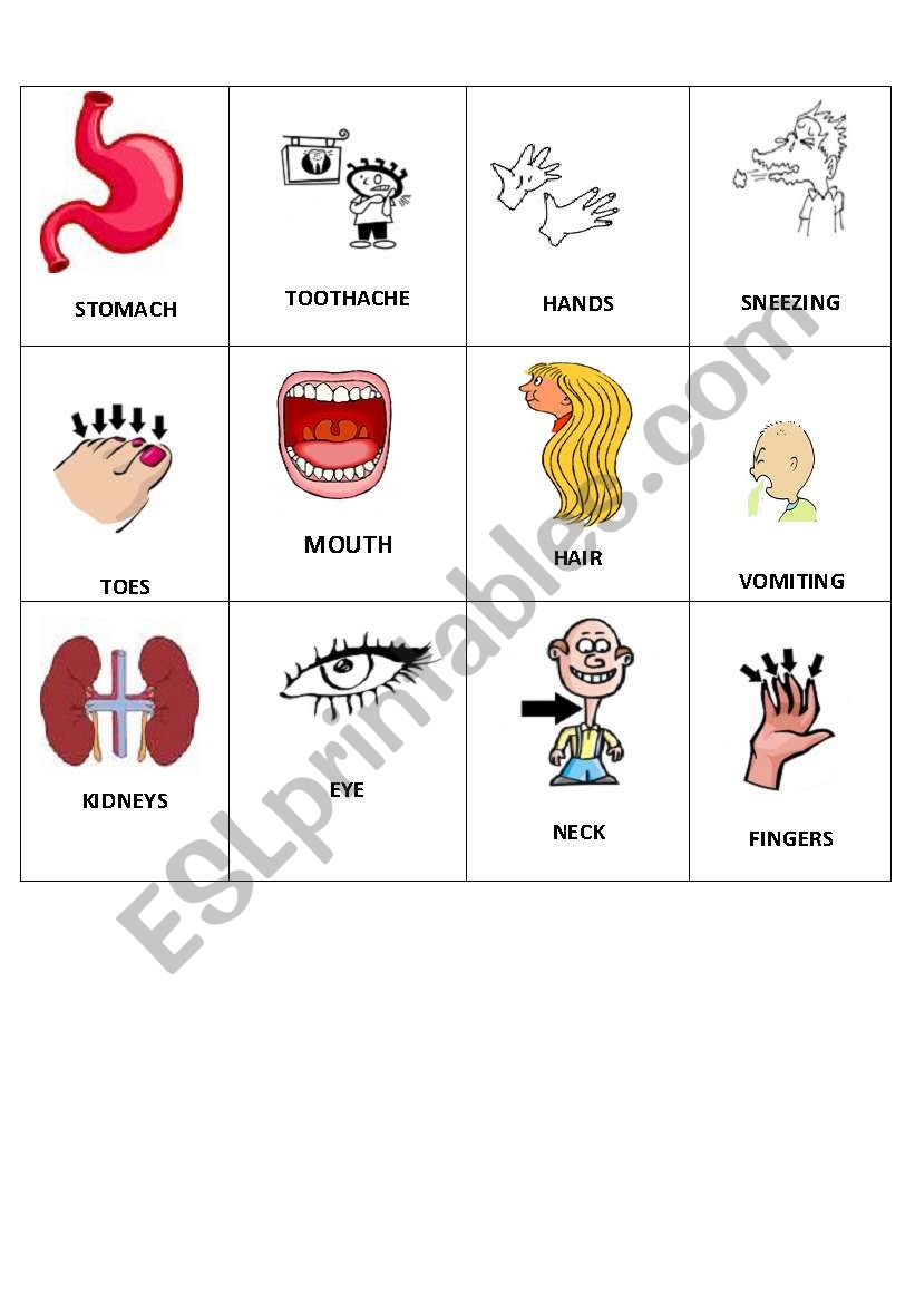 body bingo 2  worksheet