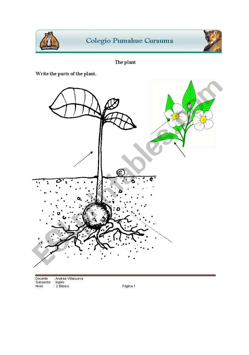 Plants worksheet