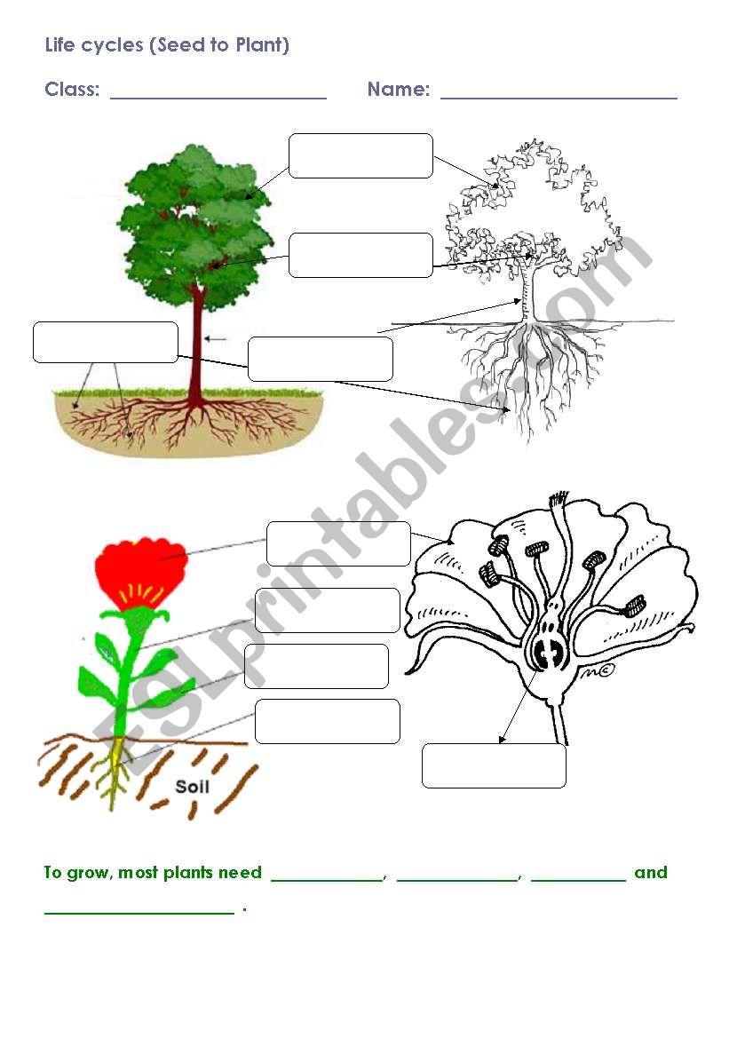 seed to plant worksheet