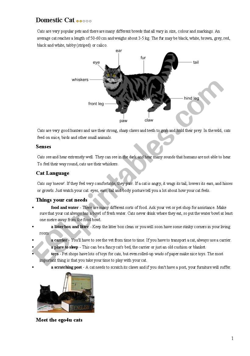 Domestic cat worksheet