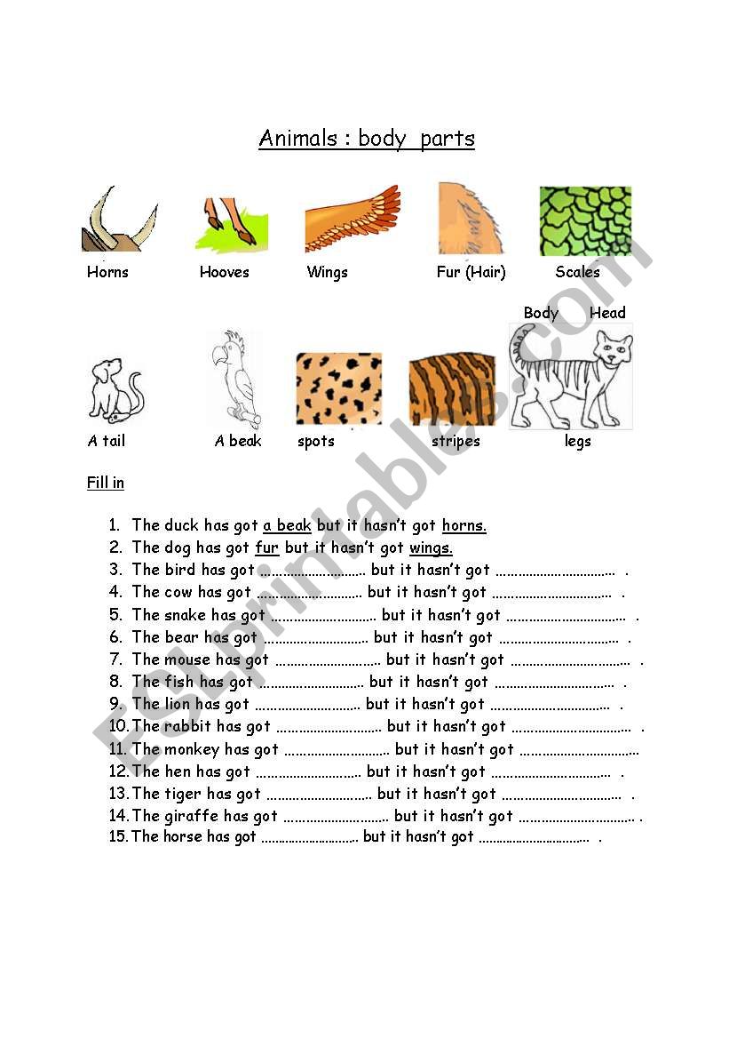 animals body parts worksheet