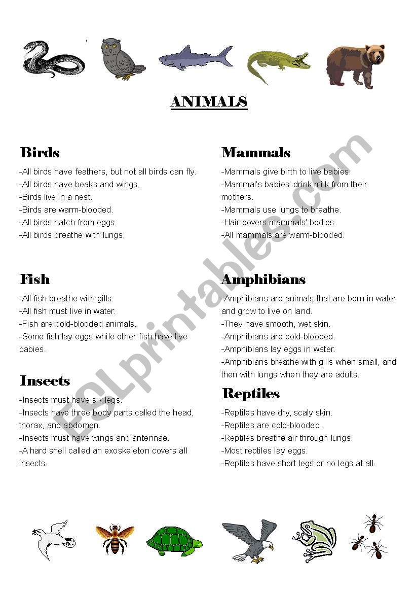 animal worksheet