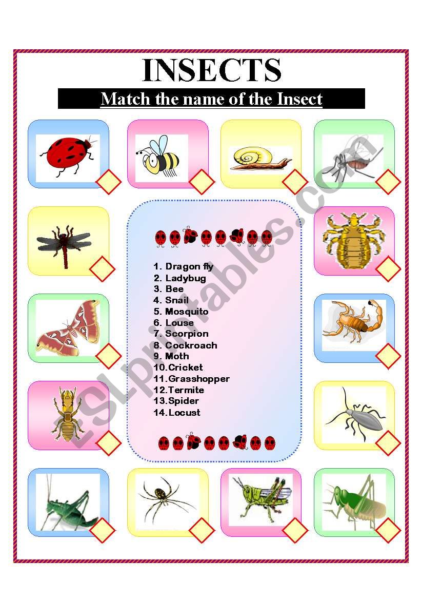  Insects!  worksheet