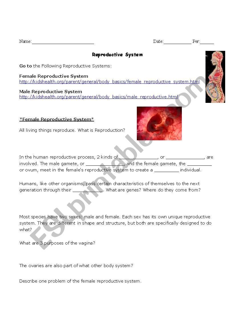 Overview Reproductive System-Interactive