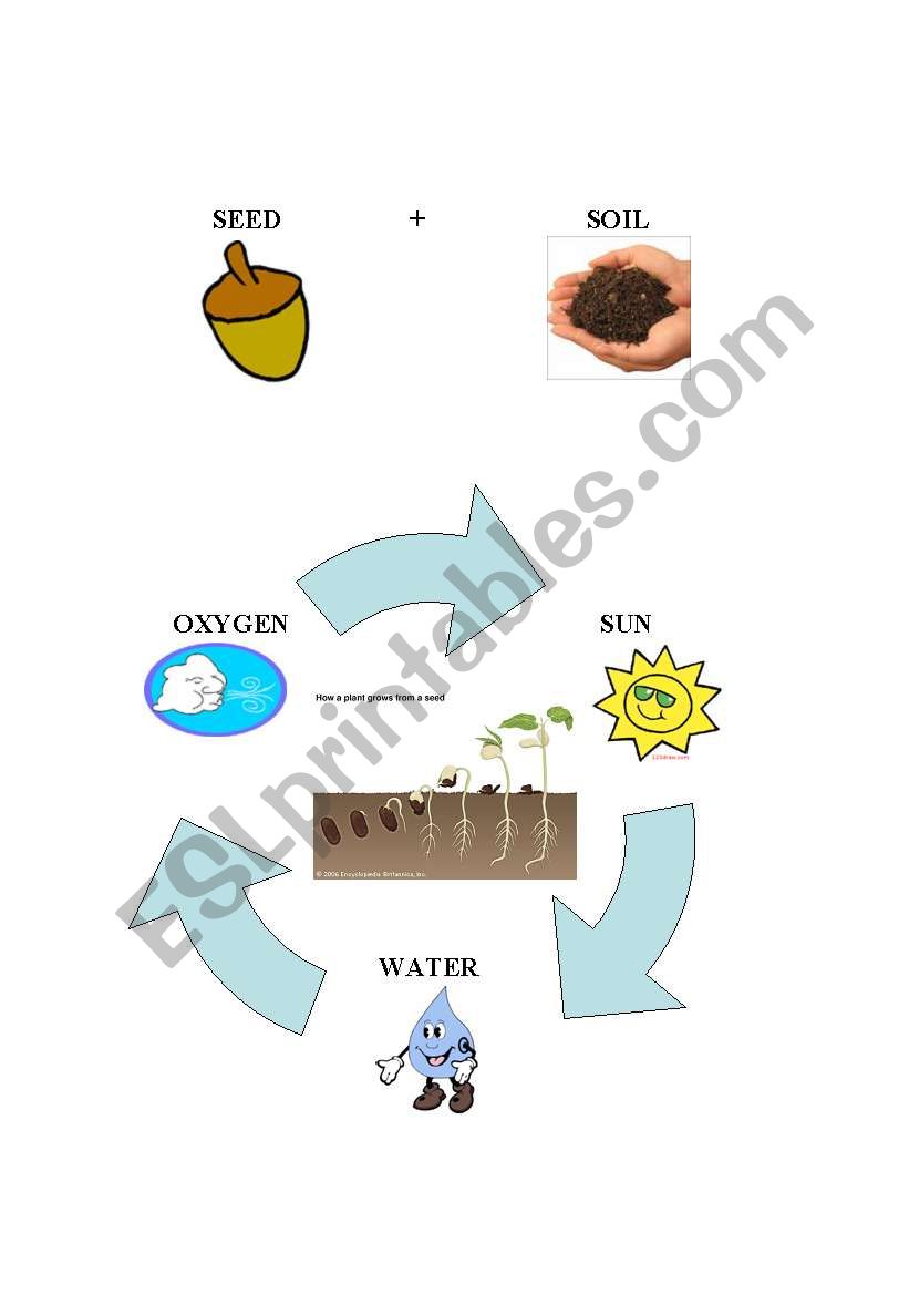 Plants worksheet