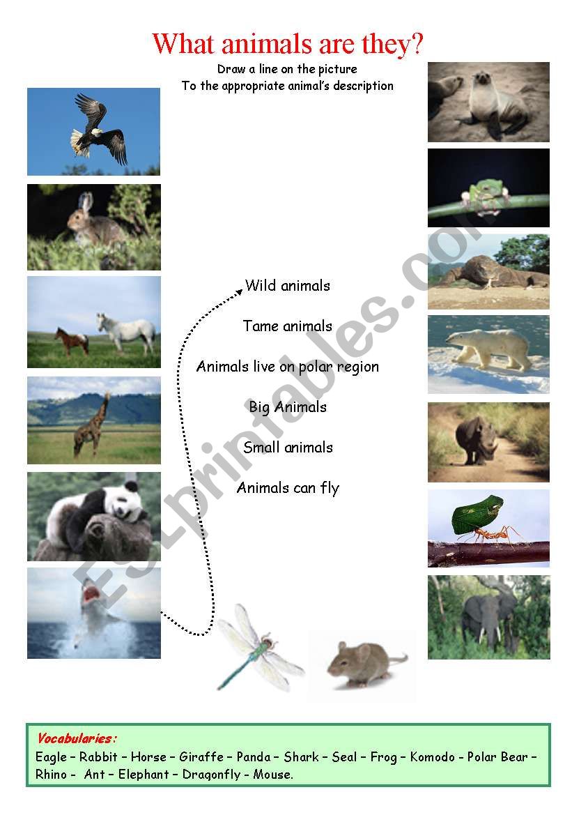 What animals are they? worksheet