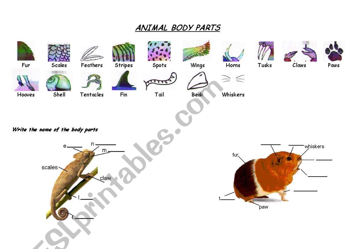 Animal Body Parts worksheet