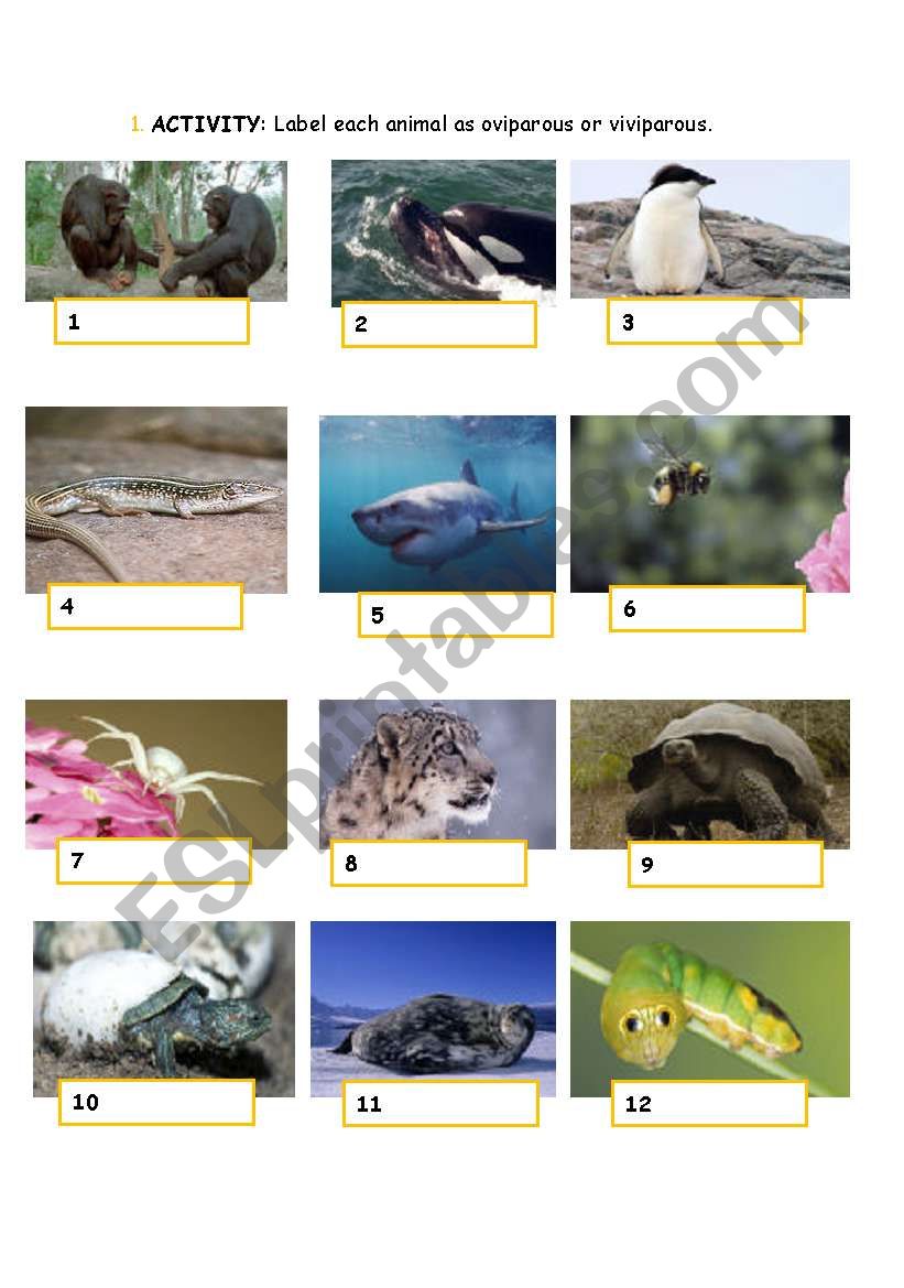 animals. Clasify the animals into oviparous or viviparous - ESL worksheet  by nosolohoy