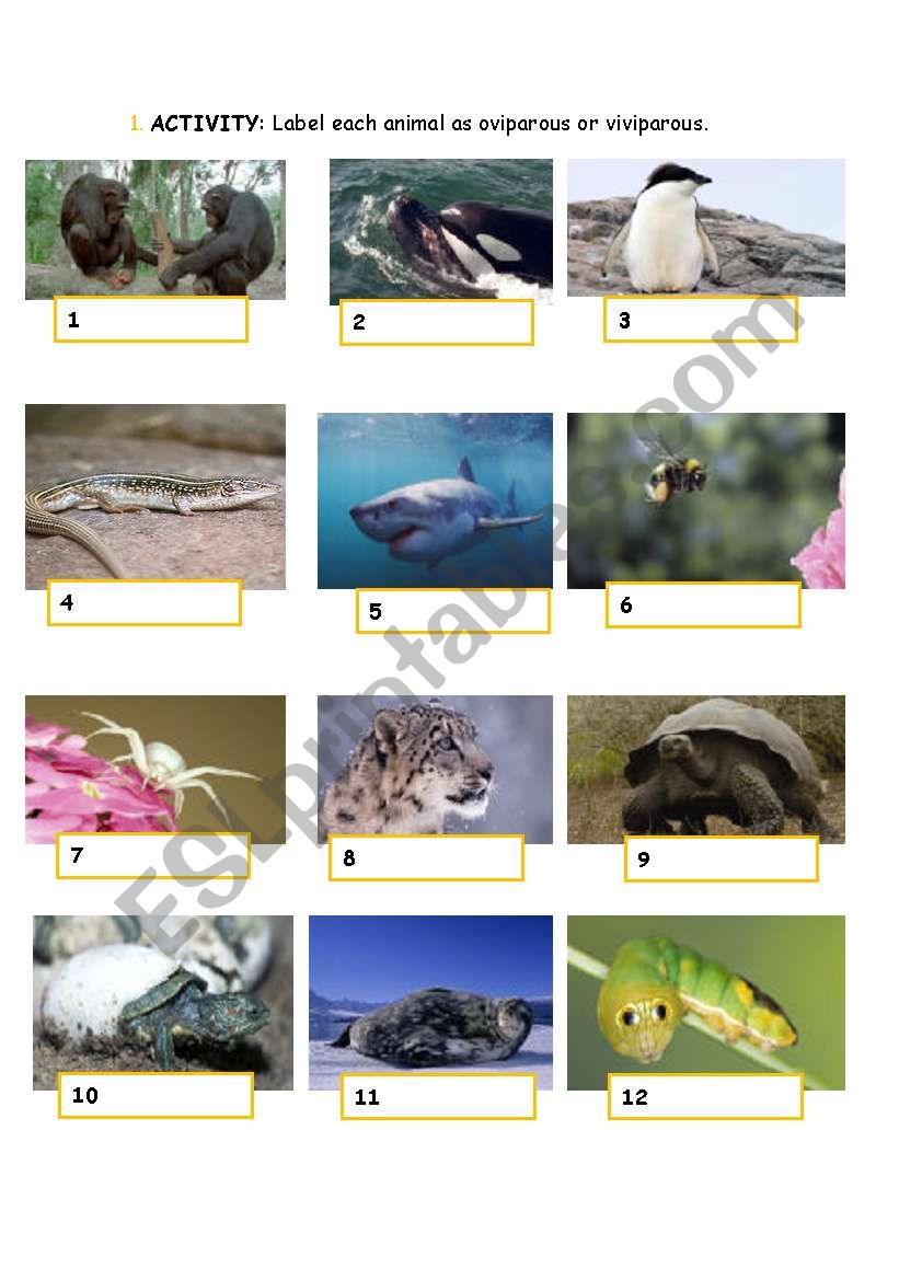 animals. Clasify the animals into oviparous or viviparous